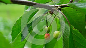 Cherry branch. Cherry berries on a branch. Unripe cherries.