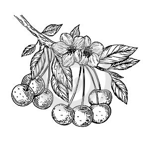 Cherry branch engraving vector illustration