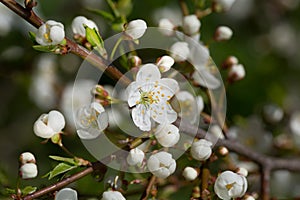 Cherry branch with flowers