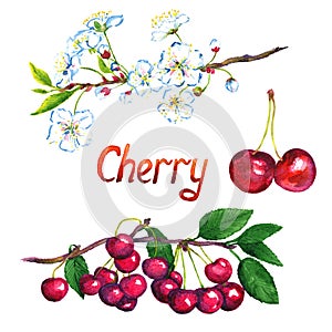 Cherry branch with flowers and berries