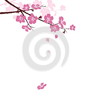 Cherry branch with flowers isolated on white