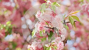 Cherry branch with flowers in spring bloom. Beautiful Japanese tree with cherry blossoms. Pink flowers of a cherry