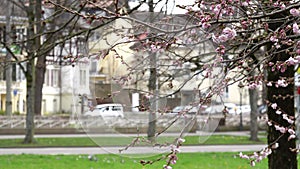 Cherry branch with flowers in spring bloom. Spring blooming tree branch with green grass view of park. Flowers sakura