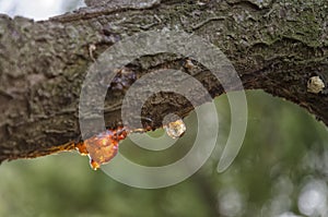 Cherry branch full of rosin