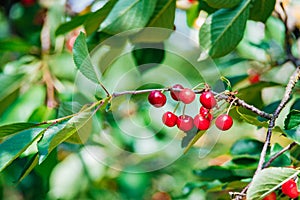 Cherry on the branch grows, ripened red cherry