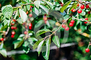 Cherry on the branch grows, ripened red cherry