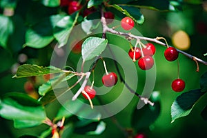 Cherry on the branch grows, ripened red cherry