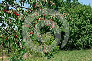 Cherry on the branch grows, ripened red cherry