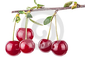 Cherry branch with leaves