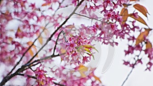 Cherry branch with pink flowers in spring bloom. A beautiful tree branch with cherry blossoms