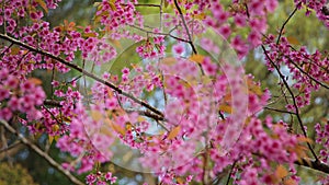 Cherry branch with pink flowers in spring bloom. A beautiful tree branch with cherry blossoms