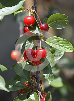 cherry branch with ripe red berries and green leaves in the sun