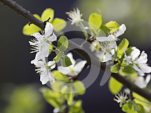 Cherry branch during spring flowering