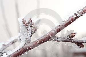 Cherry branch with sprout covered in ice