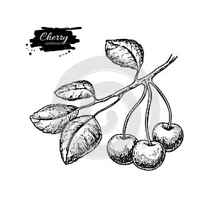 Cherry on branch vector drawing. Isolated hand drawn berry. Sum