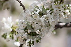 Cherry branch with white flowers. Blossom sakura in garden