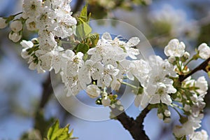 Cherry branch with white flowers. Blossom sakura in garden