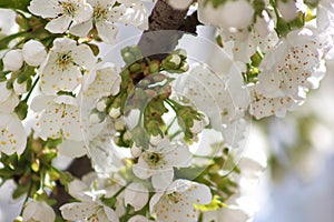 Cherry branch with white flowers. Blossom sakura in garden