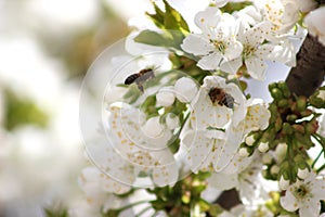 Cherry branch with white flowers. Blossom sakura in garden