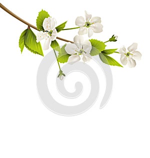 Cherry branch with white flowers isolated on white