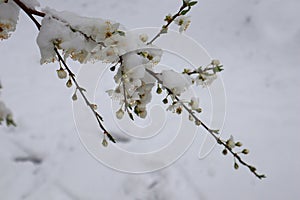 Cherry branch with white flowers and white snow, close-up