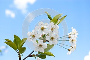 Cherry branche with white cherry flowers.