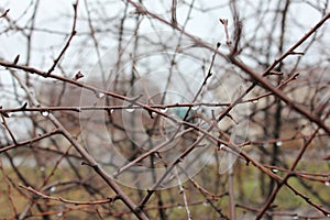 Cherry branches rain photo