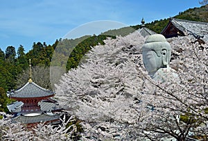 Cherry Buddha Statue at Tsubosaka-dera