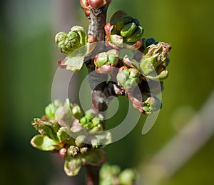 Cherry buds macro