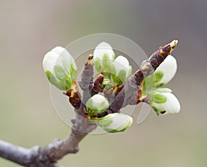 Cherry buds in spring