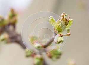 cherry buds