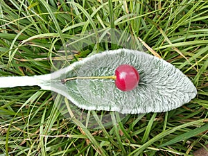 Cherry on the `Bunny ear`