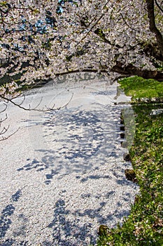 Cherry carpetHanaikada on the pond in Hirosaki Park,Aomori,Tohoku,Japan.