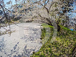 Cherry carpetHanaikada on the pond in Hirosaki Park,Aomori,Tohoku,Japan.