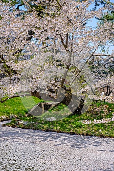 Cherry carpetHanaikada on the pond in Hirosaki Park,Aomori,Tohoku,Japan.