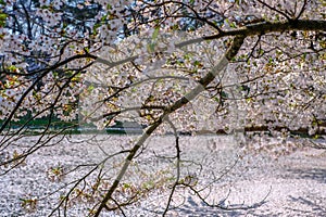 Cherry carpetHanaikada on the pond in Hirosaki Park,Aomori,Tohoku,Japan.