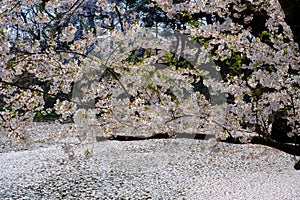 Cherry carpetHanaikada on the pond in Hirosaki Park,Aomori,Tohoku,Japan.