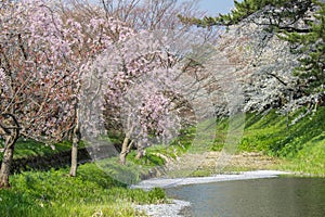 Cherry carpetHanaikada on the pond in Hirosaki Park,Aomori,Tohoku,Japan.