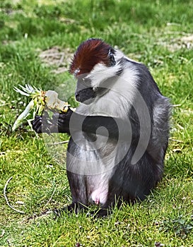 Cherry crowned mangabey 2