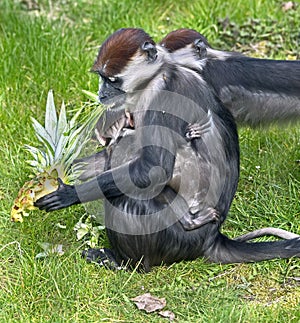 Cherry crowned mangabey 3