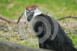 Cherry-crowned mangabey monkey