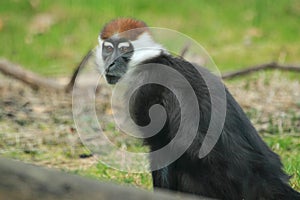 Cherry-crowned mangabey monkey