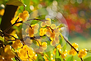 Cherry elaeagnus, Elaeagnus multiflora with berries photo