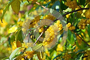 Cherry elaeagnus, Elaeagnus multiflora