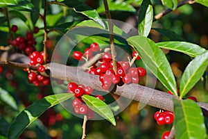 Cherry elaeagnus, Elaeagnus multiflora photo