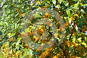 Cherry elaeagnus, Elaeagnus multiflora