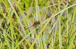 Cherry-faced Meadowhawk Sympetrum internum Perched on a Blade of Grass