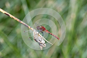 A Cherry-faced Meadowhawk Sympetrum internum Perched on a Branch in the Mountains of Colorado