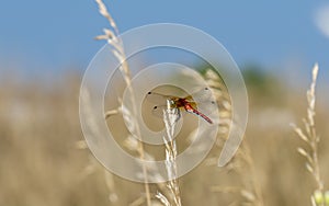 Cherry-faced Meadowhawk Sympetrum internum Perched on Dried Grass