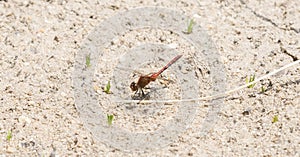 Cherry-faced Meadowhawk Sympetrum internum Perched on Dried Grass